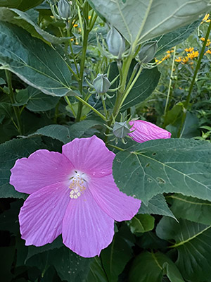 Swamp Rose Mallow (Hibiscus moscheutos) - Image 4