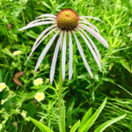 Pale Purple Coneflower (Echinacea pallida)