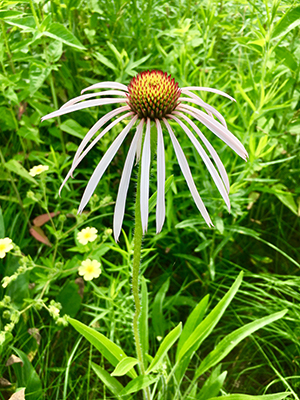 Pale Purple Coneflower (Echinacea pallida)