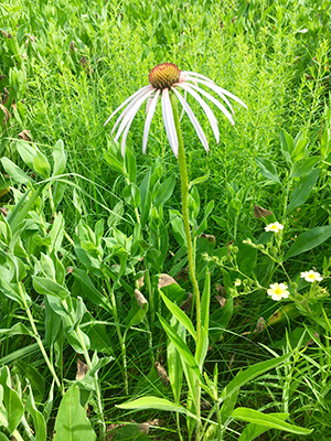 Pale Purple Coneflower (Echinacea pallida) - Image 3