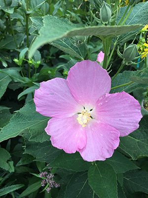Swamp Rose Mallow (Hibiscus moscheutos) - Image 2