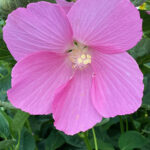 Swamp Rose Mallow (Hibiscus moscheutos)