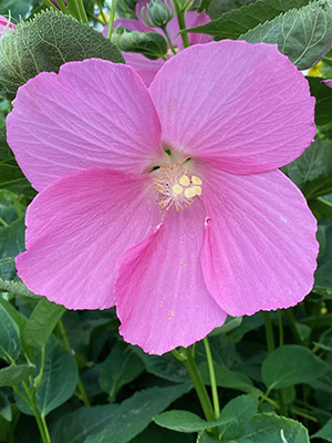 Swamp Rose Mallow (Hibiscus moscheutos)