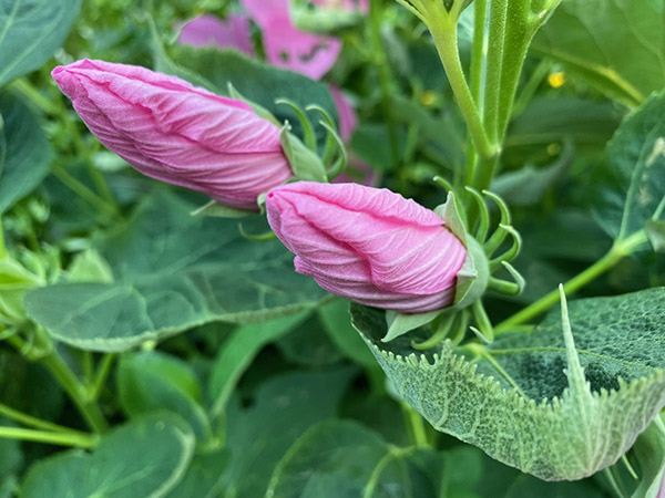 Swamp Rose Mallow (Hibiscus moscheutos) - Image 3