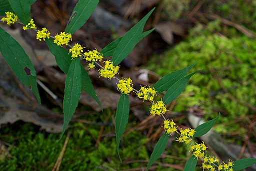 Bluestem Goldenrod (Solidago caesia) - Image 2