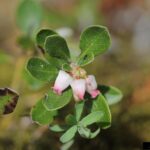 Bearberry (Arctostaphylos uva-ursi)