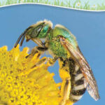 Common Bees of the Eastern United States