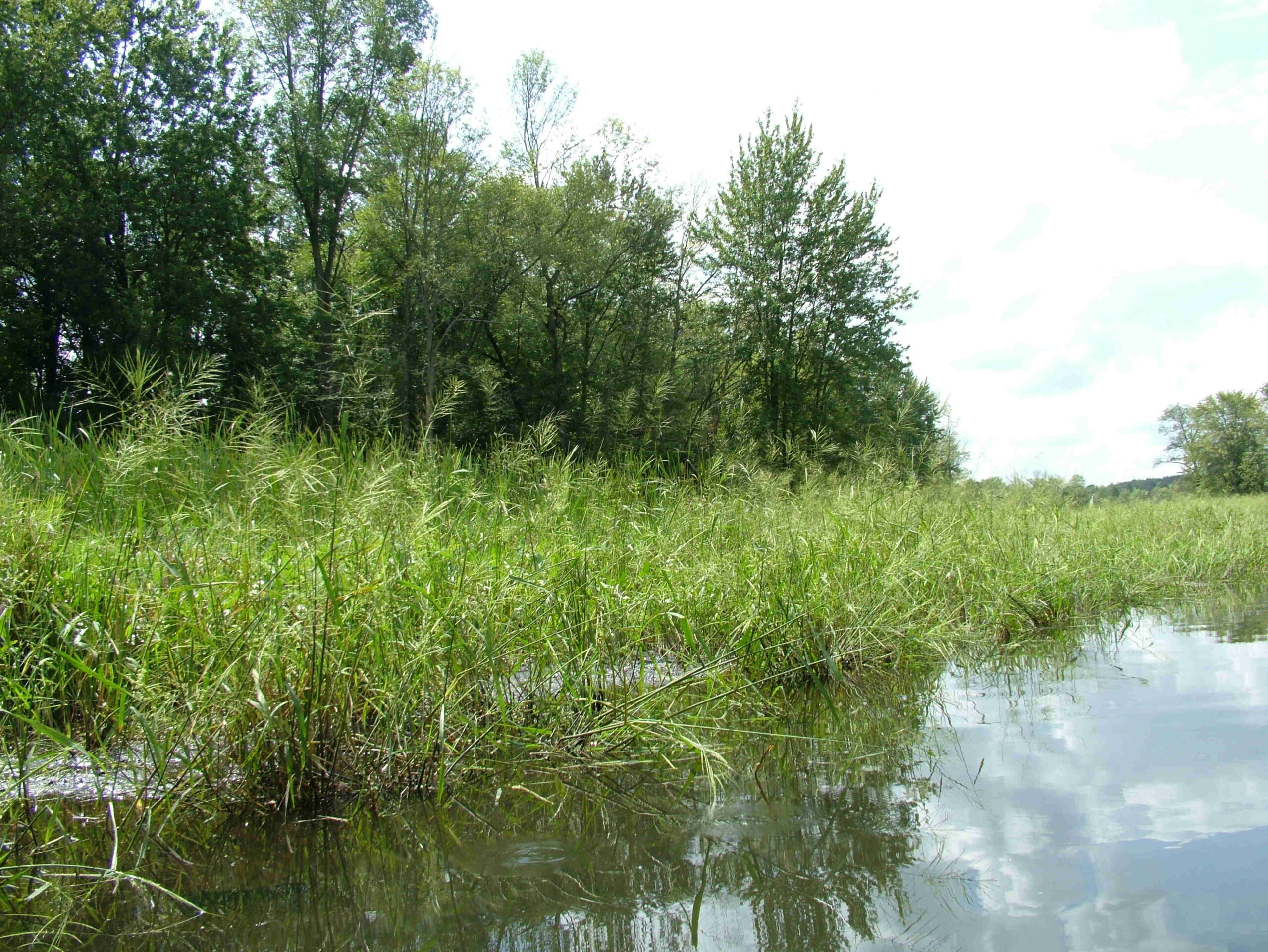 Manoomin: The Story of Wild Rice in Michigan - River City - Grand ...