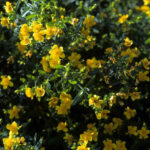 Kalm's St. John's Wort (Hypericum kalmianum)