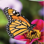 Butterflies of the Midwest