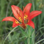 Wildflowers of the Midwest (quick guide)