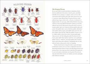 Milkweed Lands - Image 3