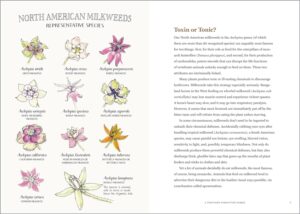 Milkweed Lands - Image 4
