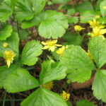 Barren Strawberry (Waldsteinia fragaroides)