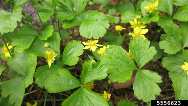 Barren Strawberry (Waldsteinia fragaroides)