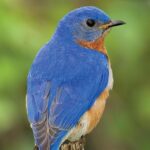 Birds of the Midwest - Adventure Quick Guide