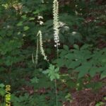 Black Cohosh (Cimicifuga racemosa)