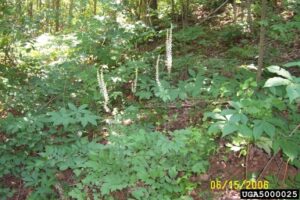 Black Cohosh (Cimicifuga racemosa) - Image 3