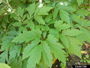 Black Cohosh (Cimicifuga racemosa) - Image 2
