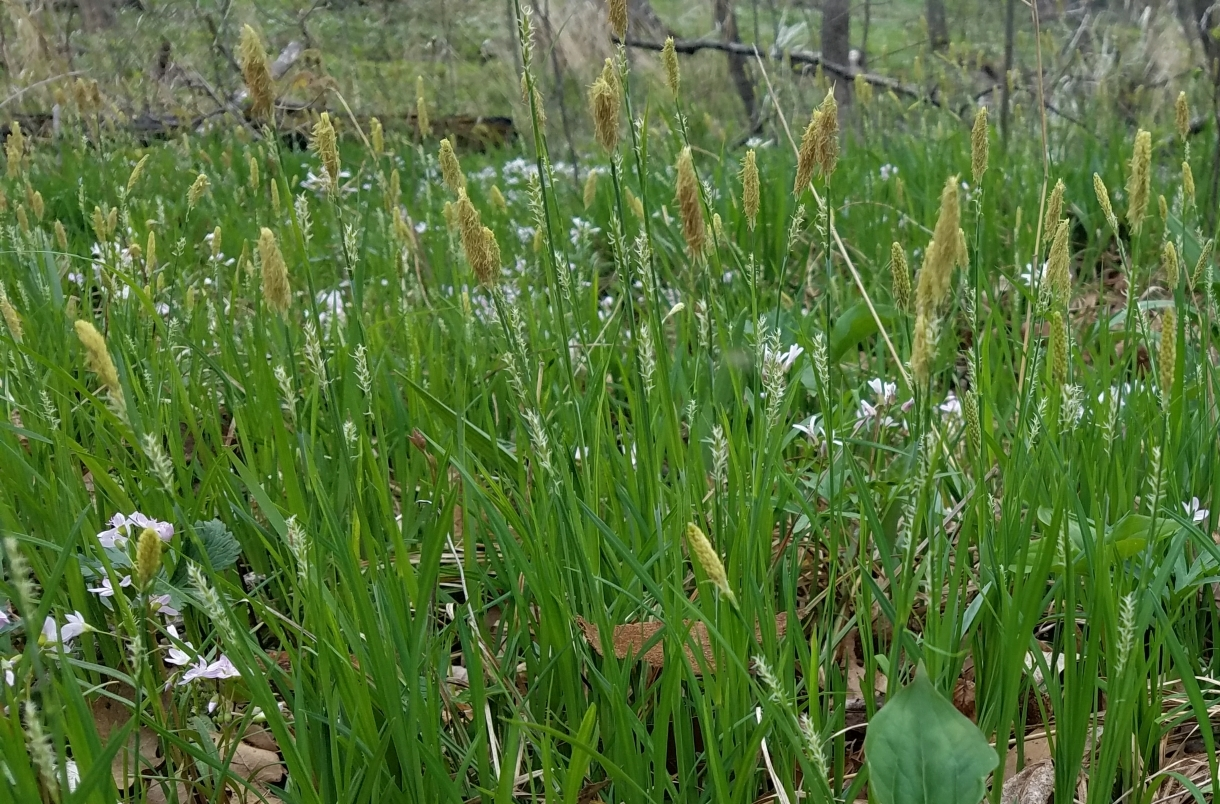 Pretty Sedge (Carex woodii) - Image 2