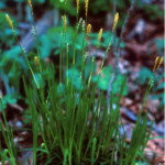 Pretty Sedge (Carex woodii)