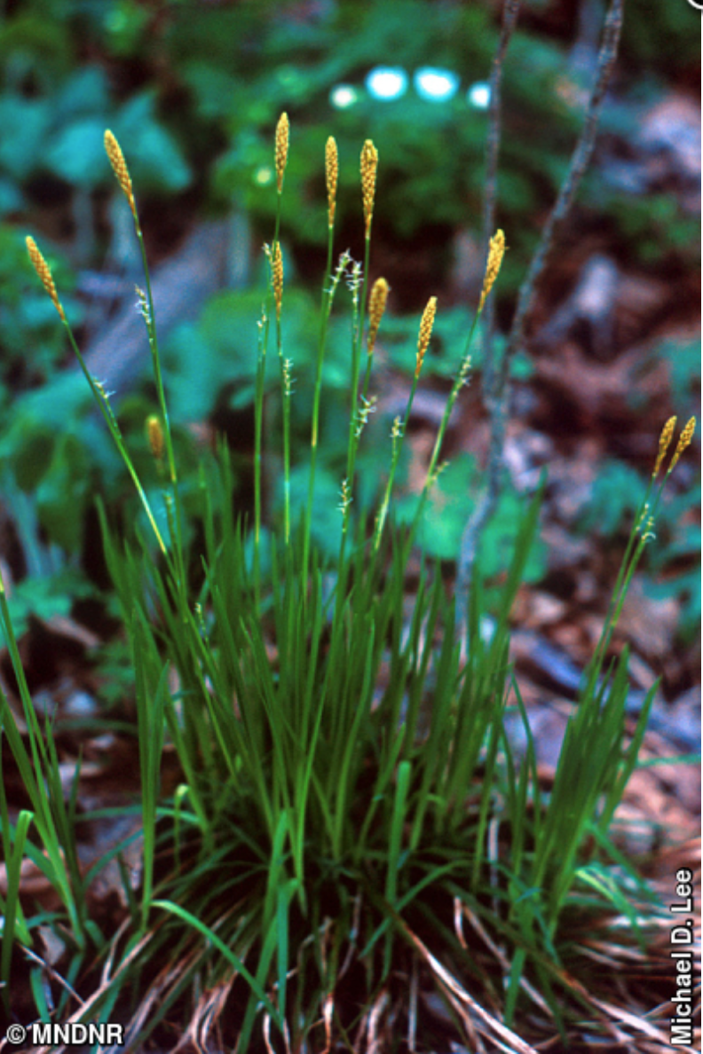 Pretty Sedge (Carex woodii)