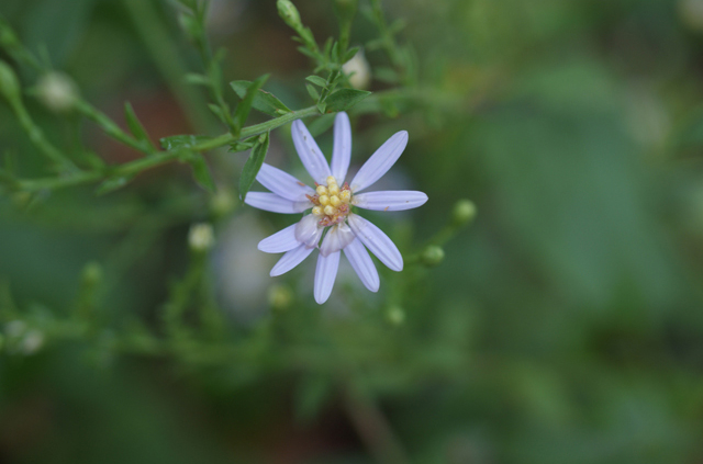 Sky Blue Aster (Symphyotrichum oolentangiense) - Image 2