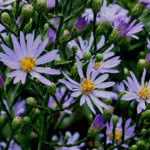 Sky Blue Aster (Symphyotrichum oolentangiense)