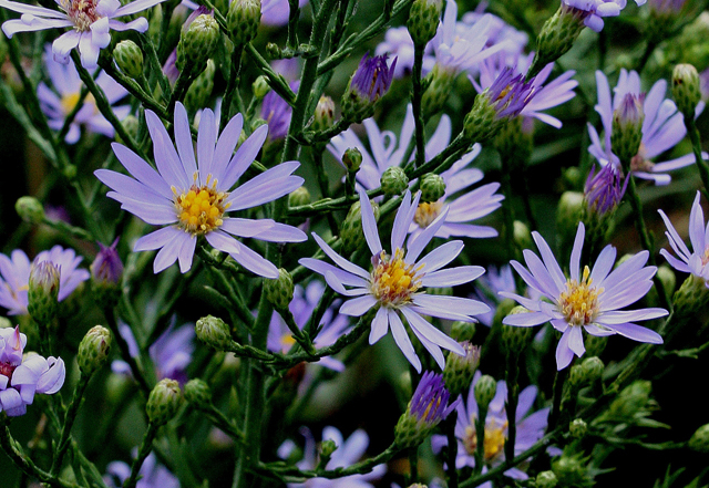 Sky Blue Aster (Symphyotrichum oolentangiense)