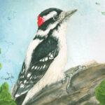 Backyard Birds Boxed Note Cards