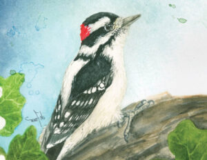 Backyard Birds Boxed Note Cards