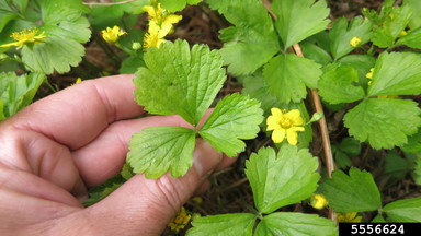 Barren Strawberry (Waldsteinia fragaroides) - Image 2