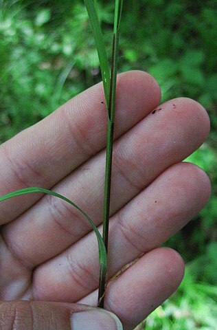 Pretty Sedge (Carex woodii) - Image 3