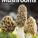 Mushrooms Playing Cards