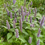 Anise Hyssop (Agastache foeniculum)