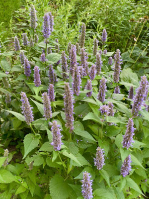 Anise Hyssop (Agastache foeniculum)