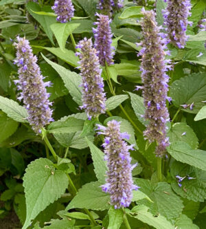 Anise Hyssop (Agastache foeniculum) - Image 2