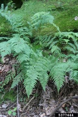Lady Fern (Athyrium filix-femina) - Image 2