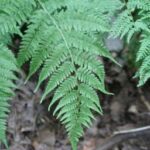 Lady Fern (Athyrium filix-femina)