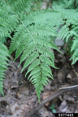 Lady Fern (Athyrium filix-femina)