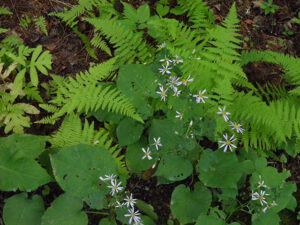 Large Leaf Aster (Eurybia macrophylla) - Image 2