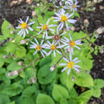 Large Leaf Aster (Eurybia macrophylla)