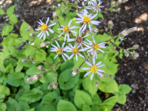 Large Leaf Aster (Eurybia macrophylla)