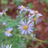 Short's Aster (Symphyotrichum shortii) - Image 3