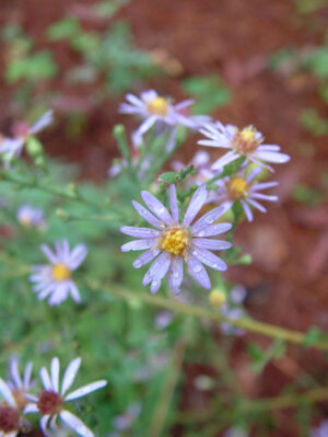 Short's Aster (Symphyotrichum shortii) - Image 3