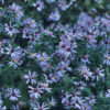 Short's Aster (Symphyotrichum shortii) - Image 2
