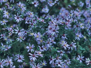 Short's Aster (Symphyotrichum shortii) - Image 2