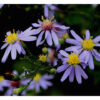 Short's Aster (Symphyotrichum shortii)