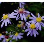 Short's Aster (Symphyotrichum shortii)