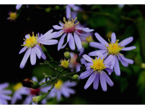 Short's Aster (Symphyotrichum shortii)
